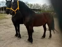 公马, Friesian — 照片 7