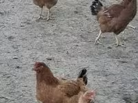 galinha dinamarquesa — foto 1