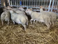 Schaf, Charollais sheep — Foto 1