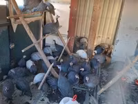 Guinea fowl — photo 3
