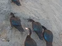 Ducks — foto 2