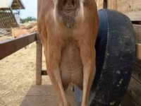 母山羊, Alpine goat — 照片 4