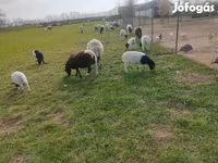 Kos, Dorper sheep — 4. fotó