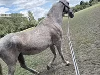 घोड़ी, Lipizzaner — फ़ोटो 2
