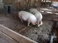 猪（批次，未指定性别） — 照片 2
