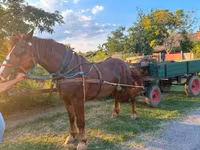 公马, Horses — 照片 4