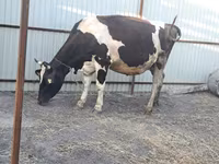 Vaca, Raça Holstein — foto 1