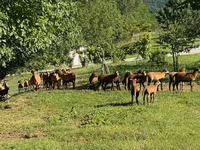绵羊（批次，未指定性别）, Cameroon sheep — 照片 2