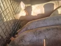 Pigs (batch, sex not specified), Крупная белая — photo 2
