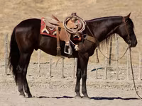 Hing, Friesian — 7. fotó
