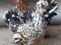 Chickens — foto 5