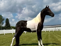 घोड़ा, Tennessee Walking Horse — फ़ोटो 2