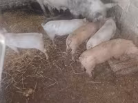 Disznók (tétel, nem megadva), Sertések — 5. fotó