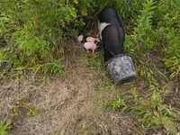 Säue, Schweine — Foto 5