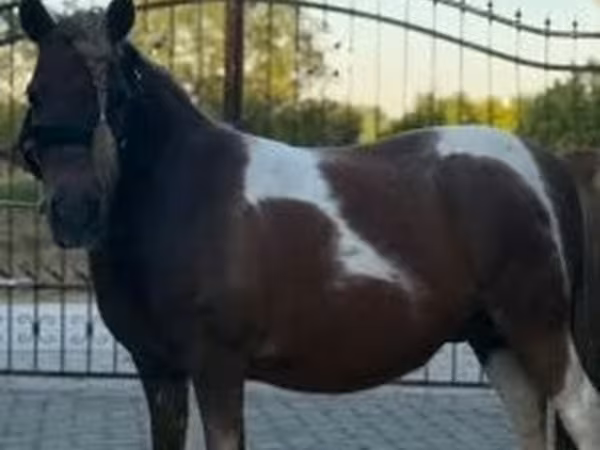 母马, Horses