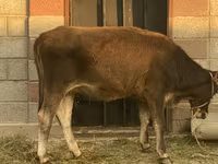 Krowa, Brązowa łotewska — zdjęcie 2