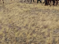 Caballos (lote, sexo no especificado), Caballos — foto 1