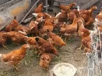 Chickens — 2. fotó