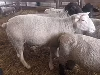 公羊, White Suffolk sheep — 照片 6