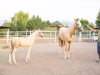 Stute, Akhal-Teke — Foto 2
