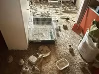 Japonesa — foto 2