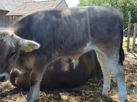 Bulle, Braune Karpatenrasse — Foto 1