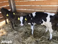 Toro, Vaca Limousin — foto 3