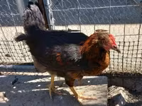 Chickens — photo 4