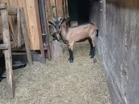 تيس, Alpine goat — الصورة 7