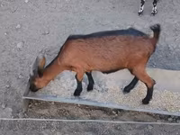 母山羊, Alpine goat — 照片 4
