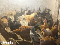 Guinea fowl — Foto 4
