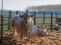 Toro, Simmental cattle — foto 1