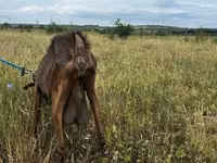 母山羊, Goats — 照片 4