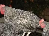 Gallina eslovena barrada — foto 2