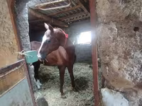 Hing, Akhal-Teke — 3. fotó