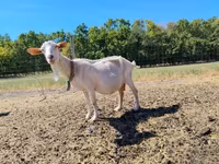 Goats (batch, sex not specified), Goats — photo 5