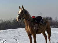 Kůň, Koně — foto 3
