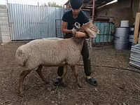 Schafe (Partie, Geschlecht nicht angegeben), Arashan sheep — Foto 6