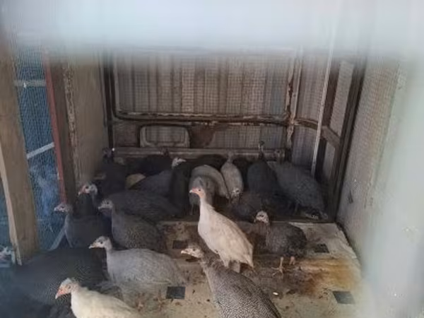 Guinea fowl