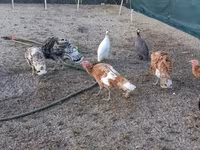 Turkeys — photo 3