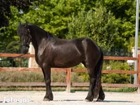 घोड़ी, Friesian — फ़ोटो 4