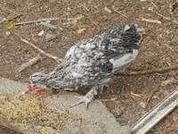 Chickens — 3. fotó