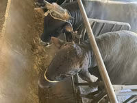 ثور, Swiss cattle — الصورة 1