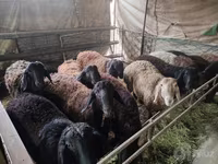 Kos, Edilbay sheep — 5. fotó