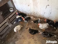 Chickens — 照片 7