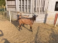 Kozioł, Alpine goat — zdjęcie 6