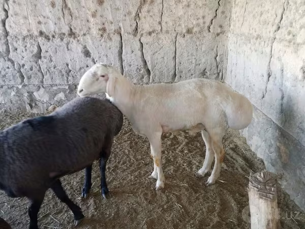 Bélier, Moutons