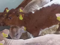Bika, Simmental cattle — 5. fotó