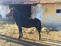 公马, Horses — 照片 2