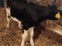 Bika, Simmental cattle — 6. fotó
